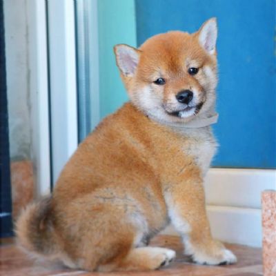 Shiba Inu tenci