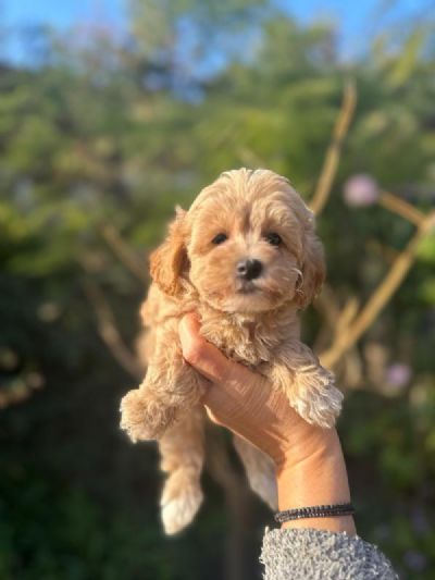  Maltipoo vrhunske genetike na prodaju