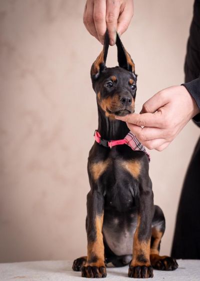 Doberman tenci