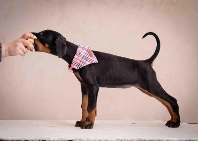 Doberman tenci