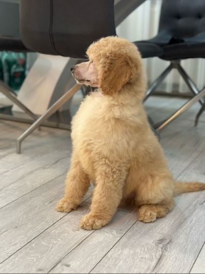 tenci standard poodle