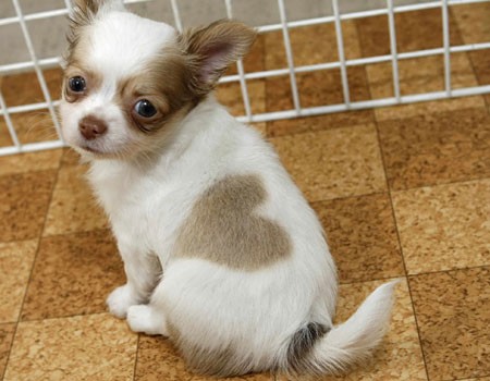 Chihuahua štenci za prodaju