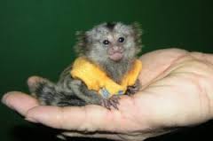 Srčkan dojenček marmozet opice za spreje
