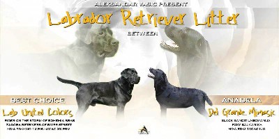 Labrador  stenci 