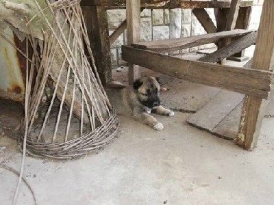 Kangal - Turski pastirski pas