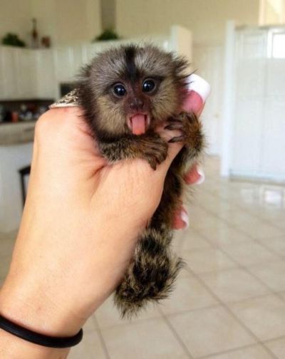 prst dijete majmuni marmozeta za usvajan