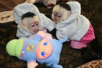  majmuni kapucini na usvajanje