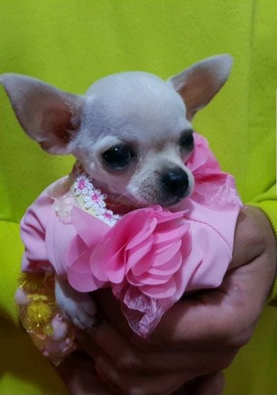Mini princess chihuahue