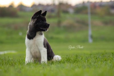 oglasi, Americka akita stenci