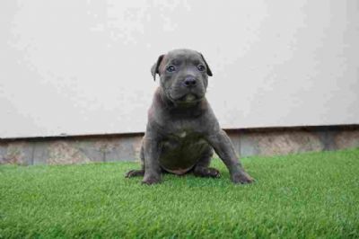 Pit bull bluenose muzijak na prodaju