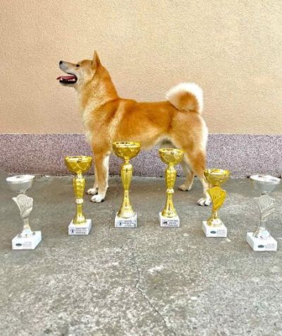 Shiba Inu tenci