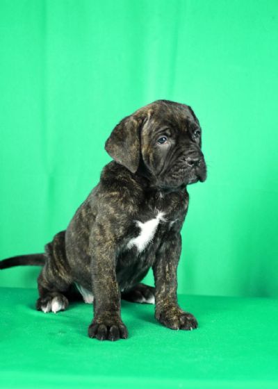 Cane Corso prelepi stenci