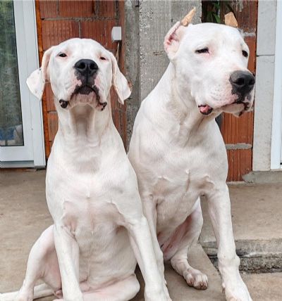 Dogo argentino tenci