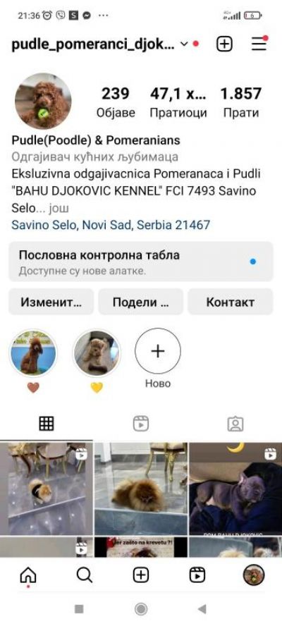 Toy i Mini Pudle tenci na prodaju