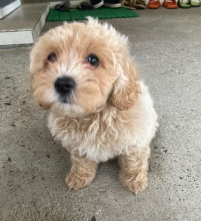 Maltipoo prelepi tenci