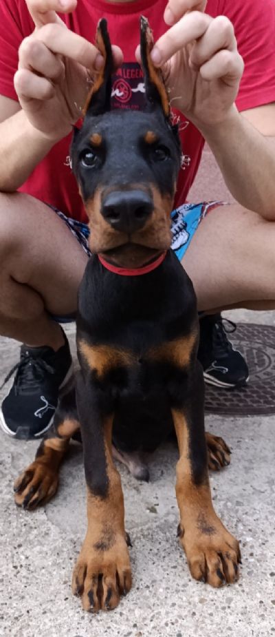 tenci dobermana 