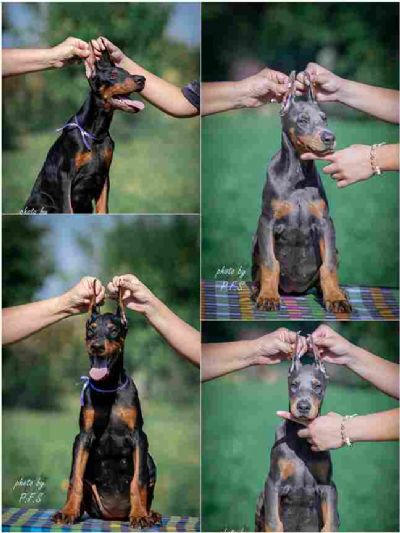  Doberman puppies for sale