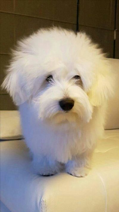 oglasi, Coton de Tulear stenci