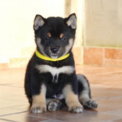 Shiba Inu tenci