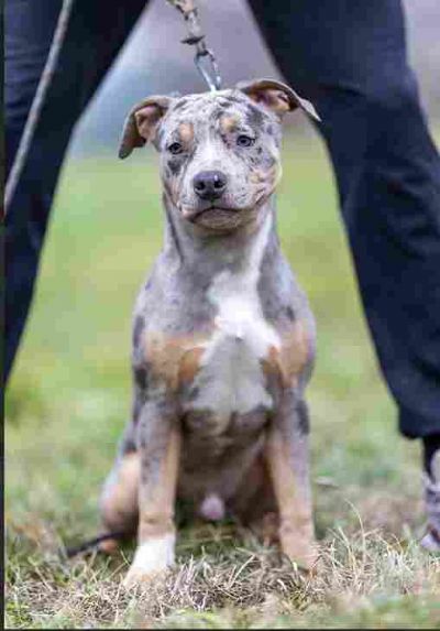 American pitbull terier