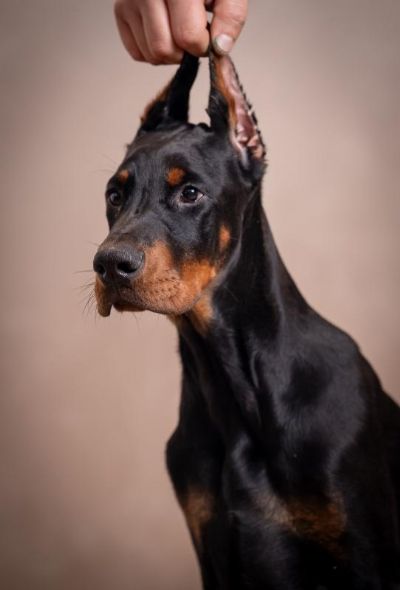 Doberman tenci