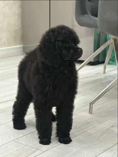 tenci standard poodle