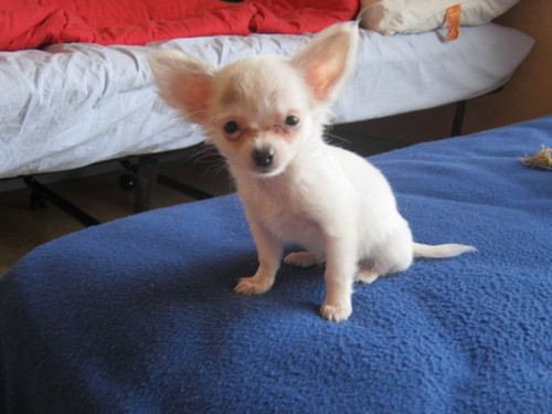 dajem tene tip enske Chihuahua Bijeli